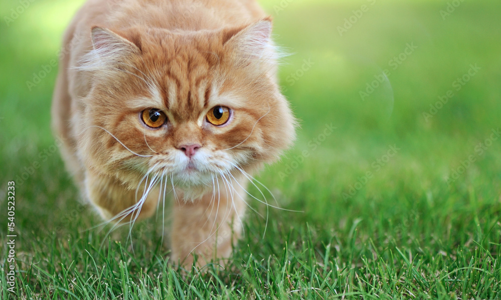 Close-up portrait of a long haired red cat at the grass background