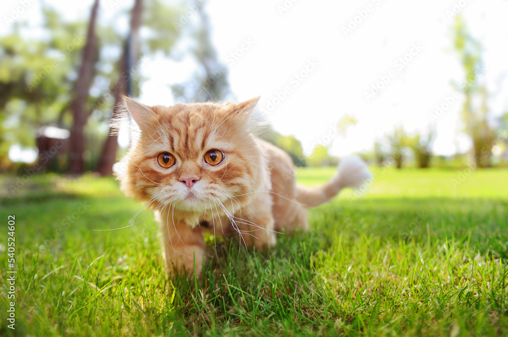 Red cat walking along the green fresh lawn Red cat walking along the green fresh lawn
