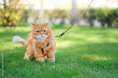 Red long haired cat walking on the leash