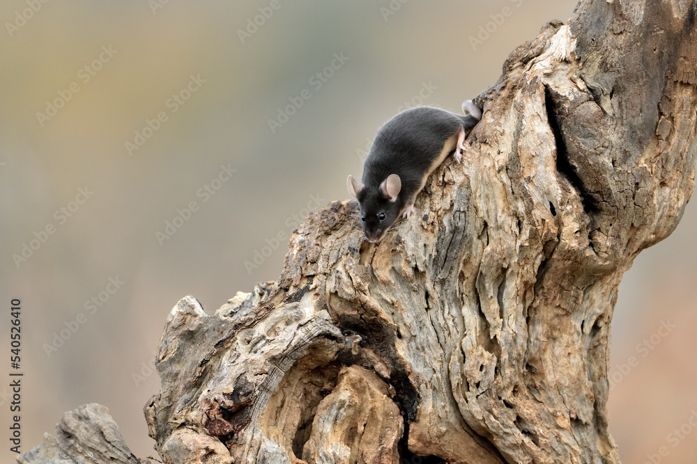 ratón común en un viejo tronco de olivo