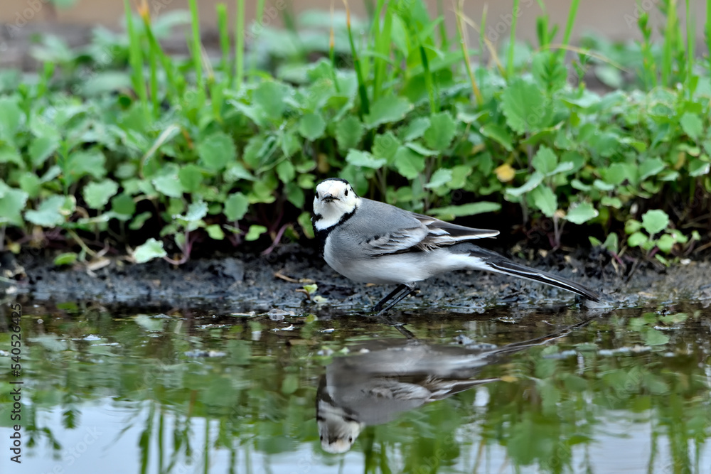 lavandera blanca o aguzanieves bebiendo bañándose y comiendo en el estanque del parque (Motacilla alba) lavandera blanca o aguzanieves bebiendo bañándose y comiendo en el estanque del parque (Motacilla alba)