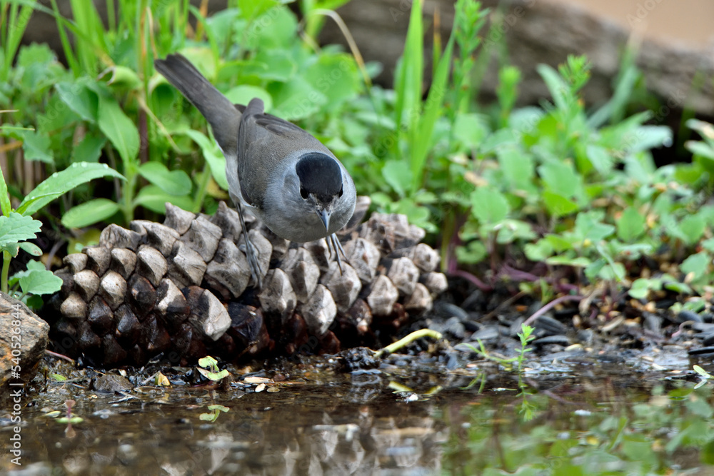 curruca cabecinegra o curruca de los brunos (Sylvia melanocephala) bebiendo en el estanque curruca cabecinegra o curruca de los brunos (Sylvia melanocephala) bebiendo en el estanque