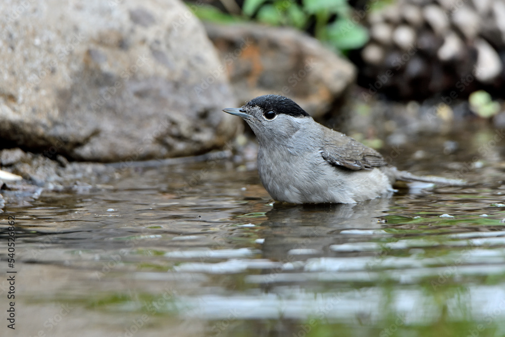 Obraz premium curruca cabecinegra​ o curruca de los brunos (Sylvia melanocephala) bañándose en el estanque