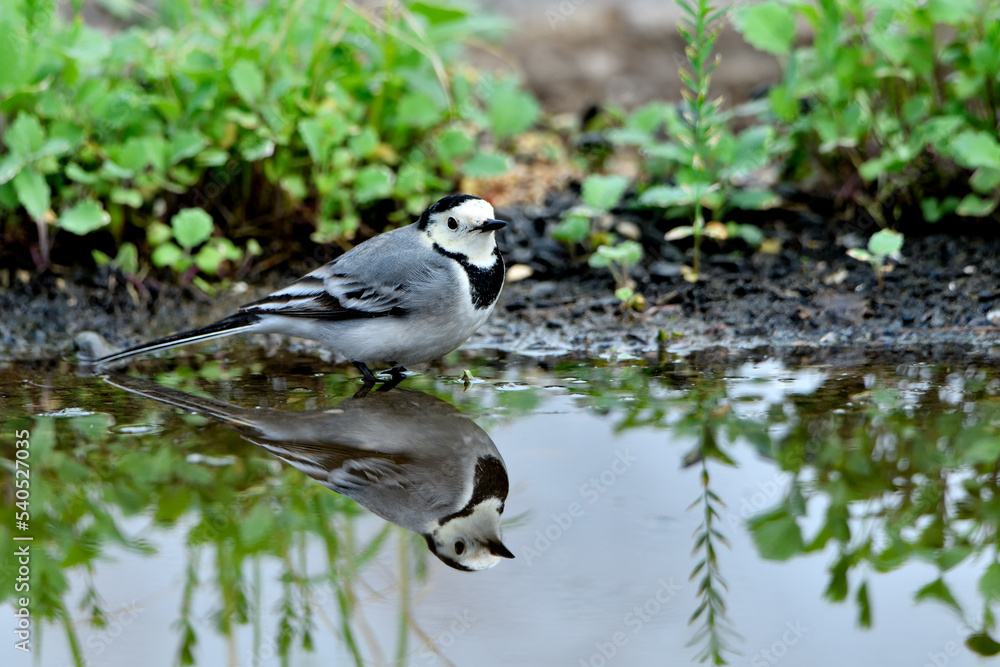lavandera blanca o aguzanieves bebiendo bañándose y comiendo en el estanque del parque (Motacilla alba) lavandera blanca o aguzanieves bebiendo bañándose y comiendo en el estanque del parque (Motacilla alba)
