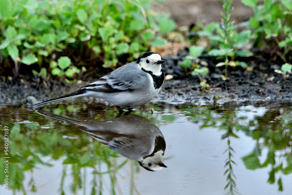 Obraz premium lavandera blanca​ o aguzanieves bebiendo bañándose y comiendo en el estanque del parque (Motacilla alba)