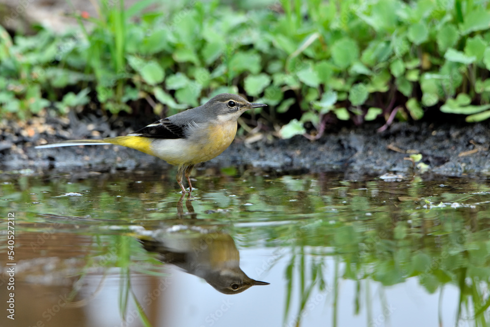 lavandera cascadeña comiendo y bañándose en el estanque de parque (motacilla cinerea)