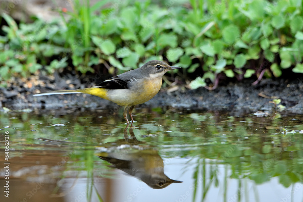 lavandera cascadeña comiendo y bañándose en el estanque de parque (motacilla cinerea). Guaro Andalucía España lavandera cascadeña comiendo y bañándose en el estanque de parque (motacilla cinerea). Guaro Andalucía España