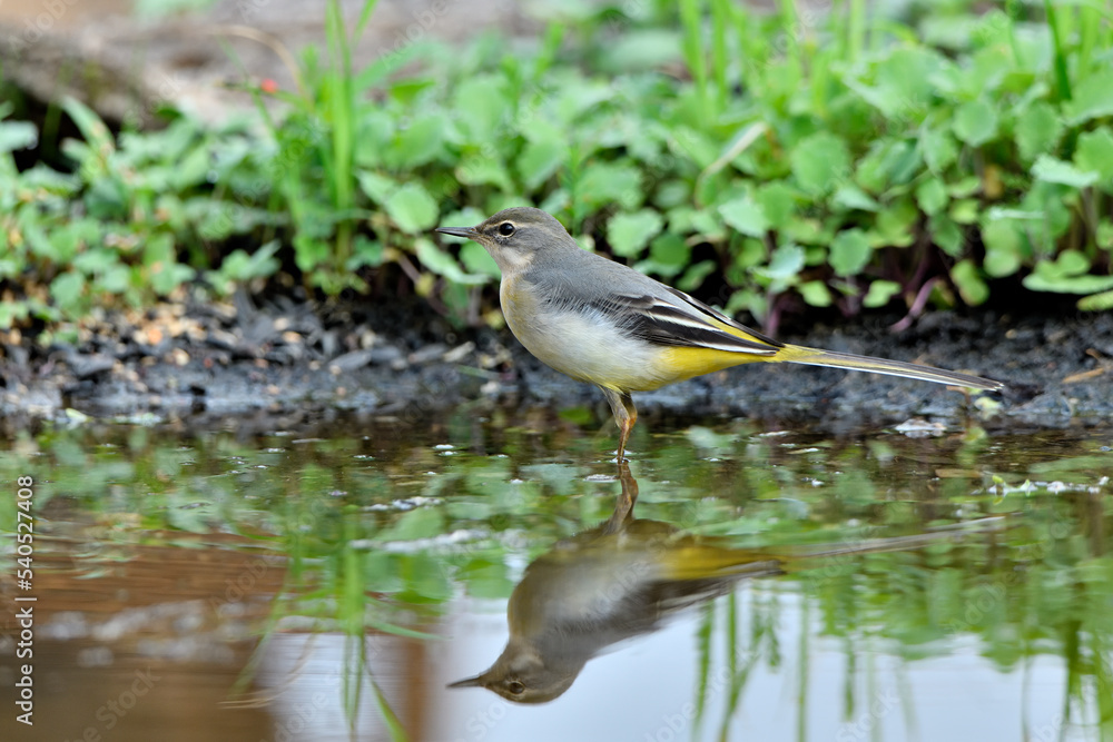 lavandera cascadeña comiendo y bañándose en el estanque de parque (motacilla cinerea) lavandera cascadeña comiendo y bañándose en el estanque de parque (motacilla cinerea)