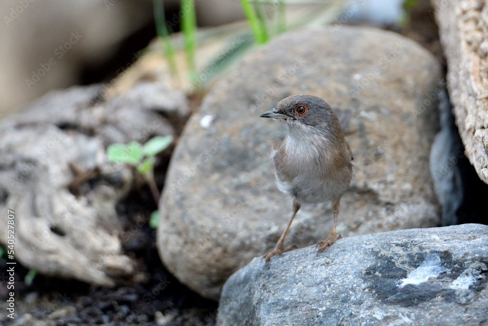 curruca cabecinegra o curruca de los brunos (Sylvia melanocephala) posada en las piedras del estanque del parque curruca cabecinegra o curruca de los brunos (Sylvia melanocephala) posada en las piedras del estanque del parque