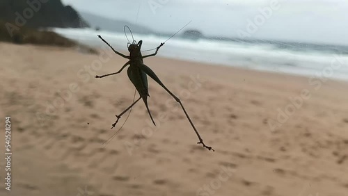 Grasshopper glued to a glass supporting the strong wind while holding on with its long legs,