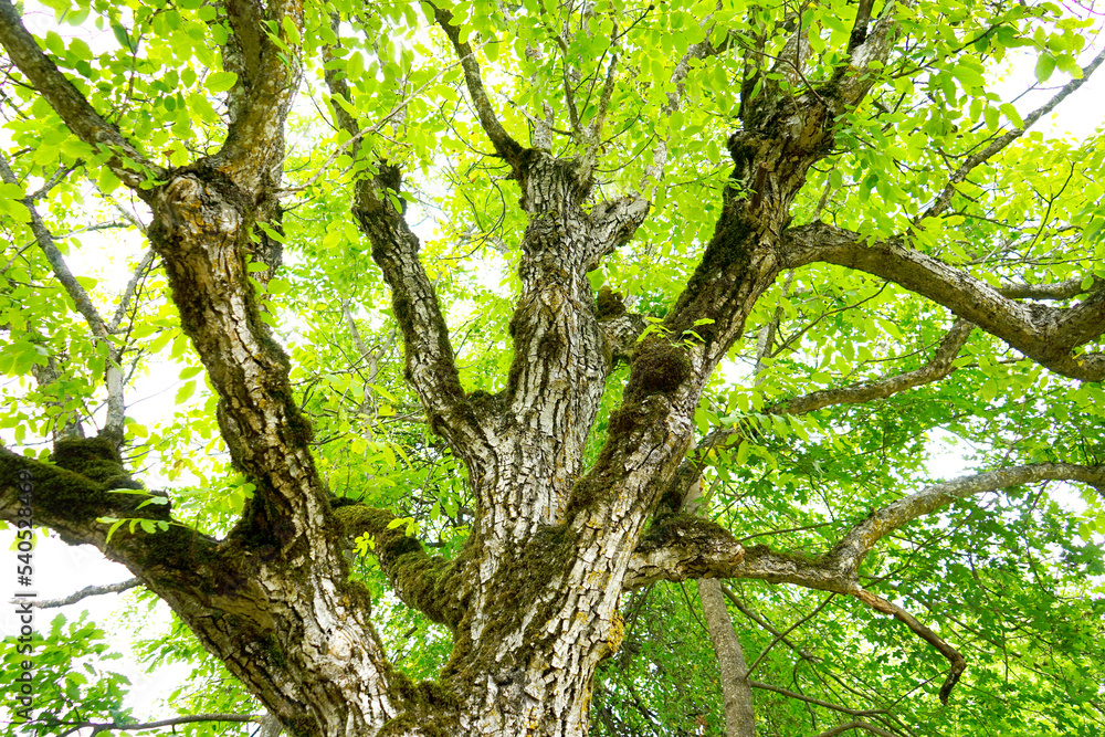 Beech crown, green leaves, tree bark, natural texture
Beech crown, green leaves, tree bark, natural texture
