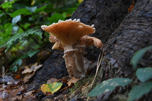 mushrooms in the woods