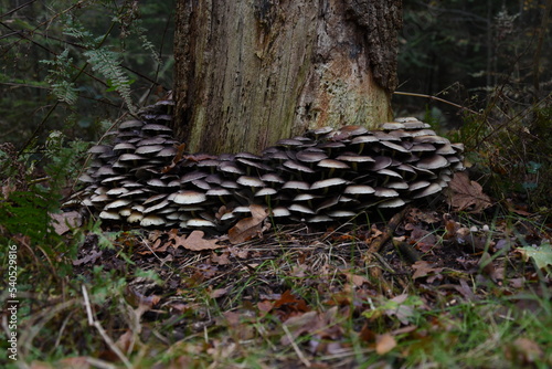 mushrooms on the tree