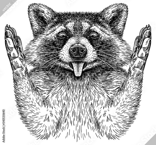 Vintage engrave isolated raccoon set illustration cut ink sketch. Wild pet background line thief racoon vector art