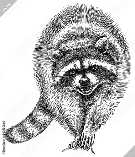 Vintage engrave isolated raccoon set illustration cut ink sketch. Wild pet background line thief racoon vector art photo