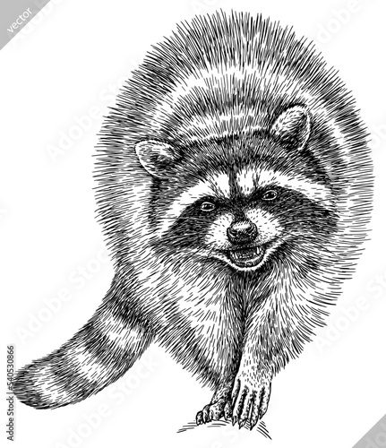 Vintage engrave isolated raccoon set illustration cut ink sketch. Wild pet background line thief racoon vector art