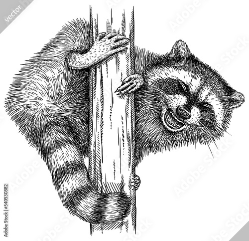 Vintage engrave isolated raccoon set illustration cut ink sketch. Wild pet background line thief racoon vector art