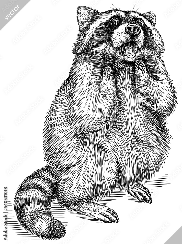 Vintage engrave isolated raccoon set illustration cut ink sketch. Wild ...