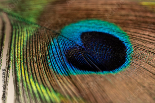Peacock feather close up. Peacock feather close up. Bright background for screensavers. © Татьяна Оракова