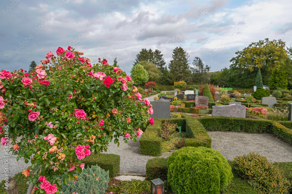 Blühender Rosenstrauch und Blick über den Friedhof  in Wülfrath