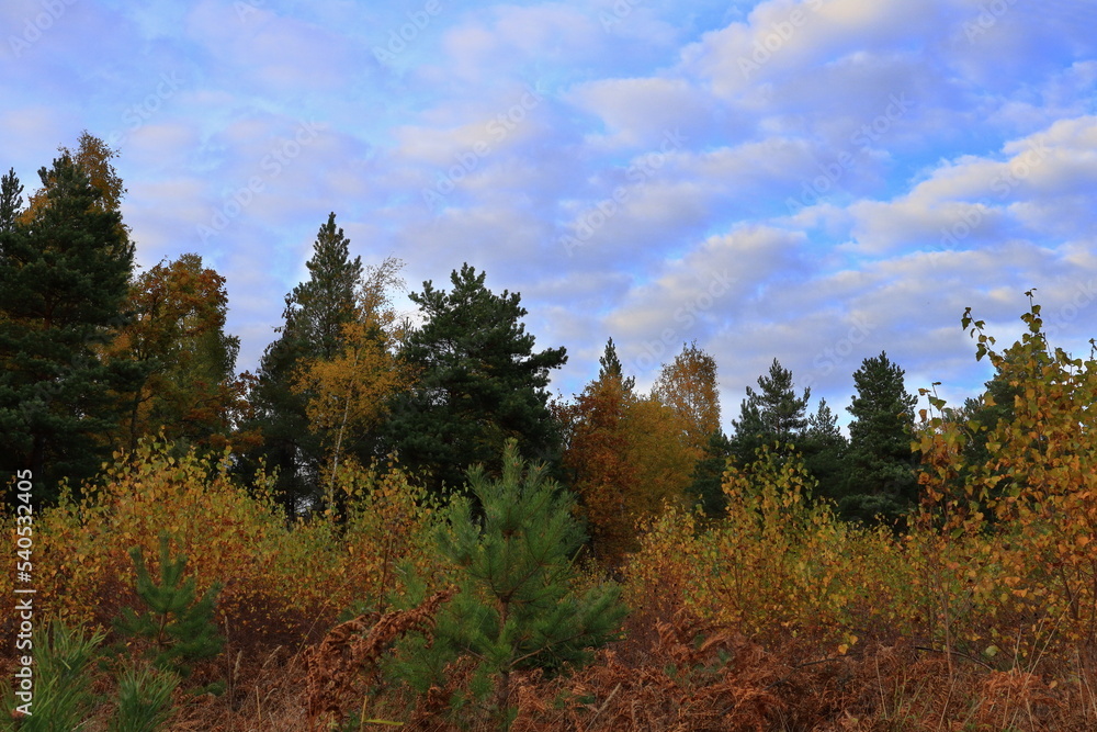 Nice and cloudy autumn day outside. Colorful trees in the forest. Swedish nature in October. Stockholm, Sweden. Nice and cloudy autumn day outside. Colorful trees in the forest. Swedish nature in October. Stockholm, Sweden.