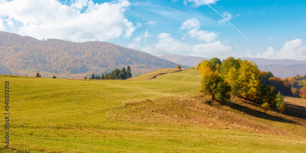 Fototapeta premium calm autumn morning in carpathian mountains. trees on the grassy hills. sunny autumn scenery of ukrainian countryside. beauty in nature concept