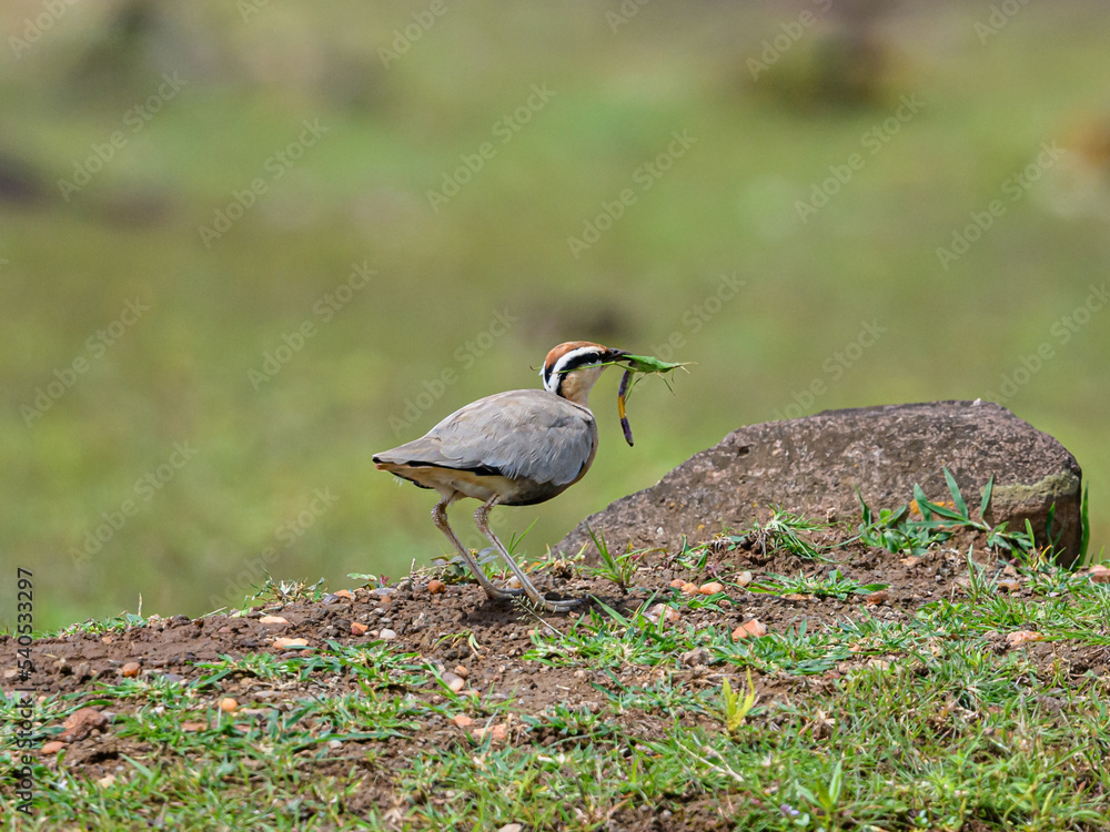 Indian Courser with Grasshopper in the natural habitat on grass land. they usually found where grass is not taller than them. Indian Courser with Grasshopper in the natural habitat on grass land. they usually found where grass is not taller than them.