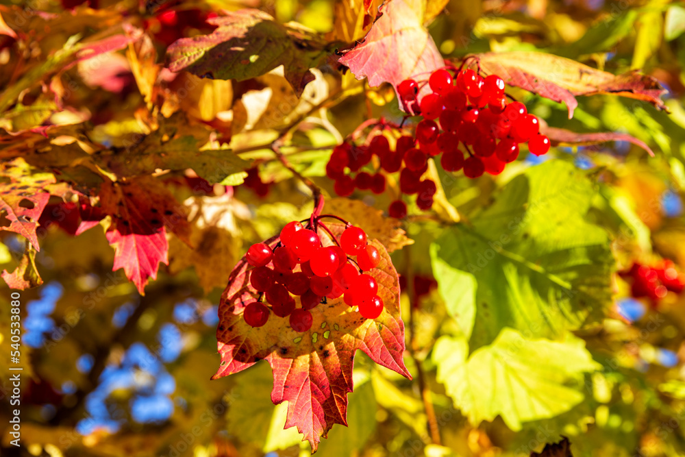 Fototapeta premium Viburnum opulus