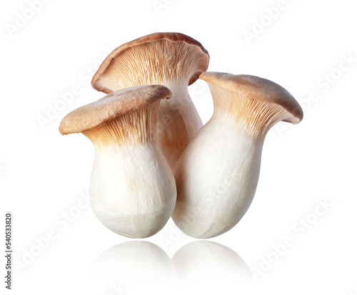Royal oyster mushrooms (Pleurotus eryngii) close-up isolated on a white background