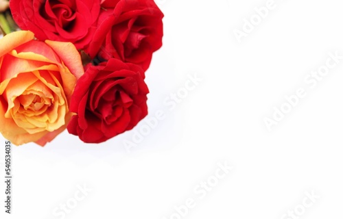 Red roses on a white background. A bright floral arrangement. Background for a greeting card.