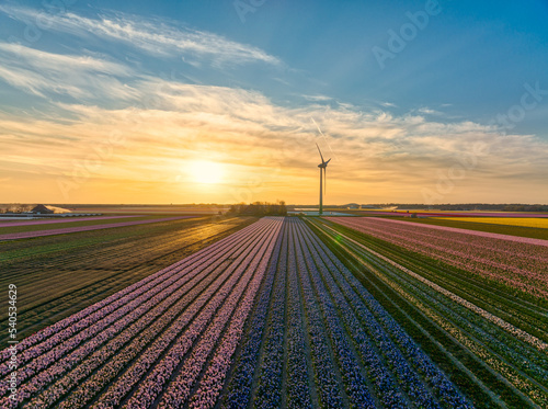 Dutch bulbfields (tulips) at sunset. photo