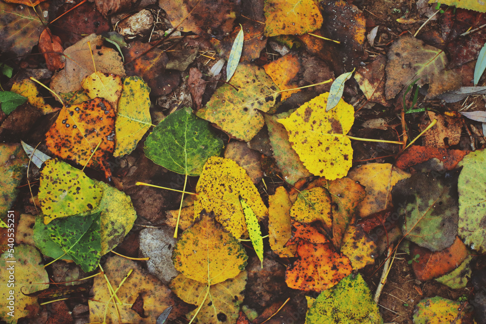 Plano de hojas
Detalle de otoño Plano de hojas
Detalle de otoño
