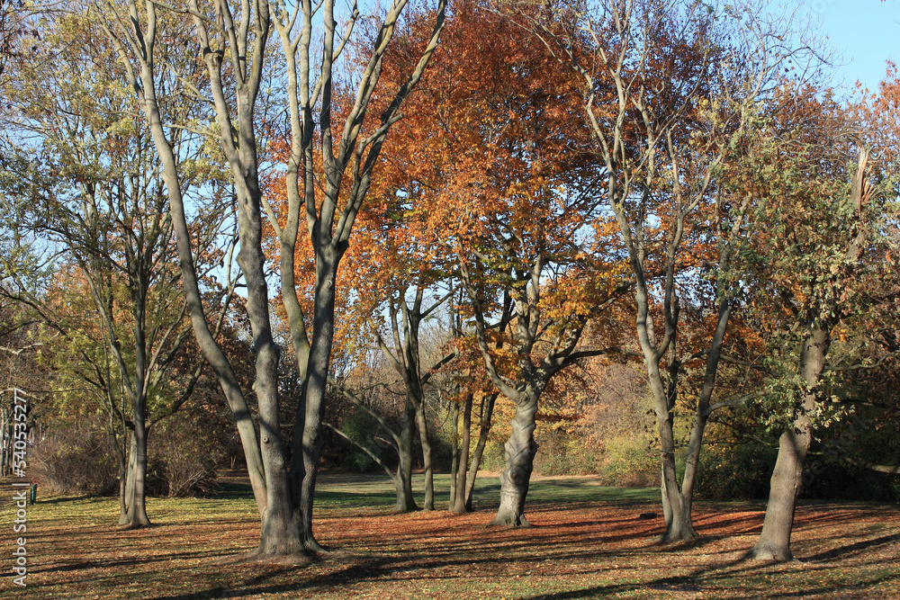 Trees in autumn
