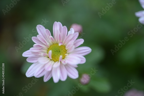 white fluffy daisies, chrysanthemum flowers on a green pink cream delicate  pink chrysanthemums close-up in aster Astra tall perennial,
new english (morozko, morozets) texture gradient purple flower 