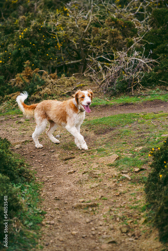 Beautiful dog on the paths of the Jersey island hills
