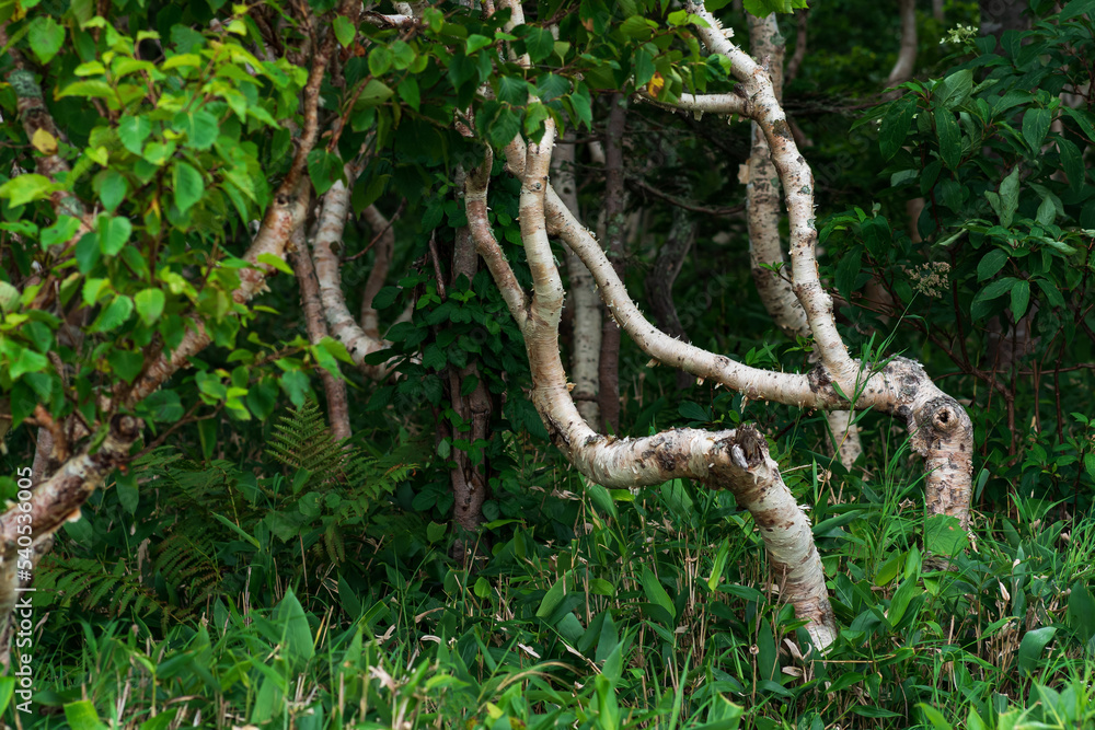 Fototapeta premium forest landscape of the island of Kunashir, twisted trees and undergrowth of dwarf bamboo