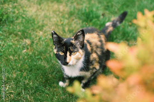 Beautiful cat with unusual multi-colored coat of black orange and white sits on the green grass outdoors.