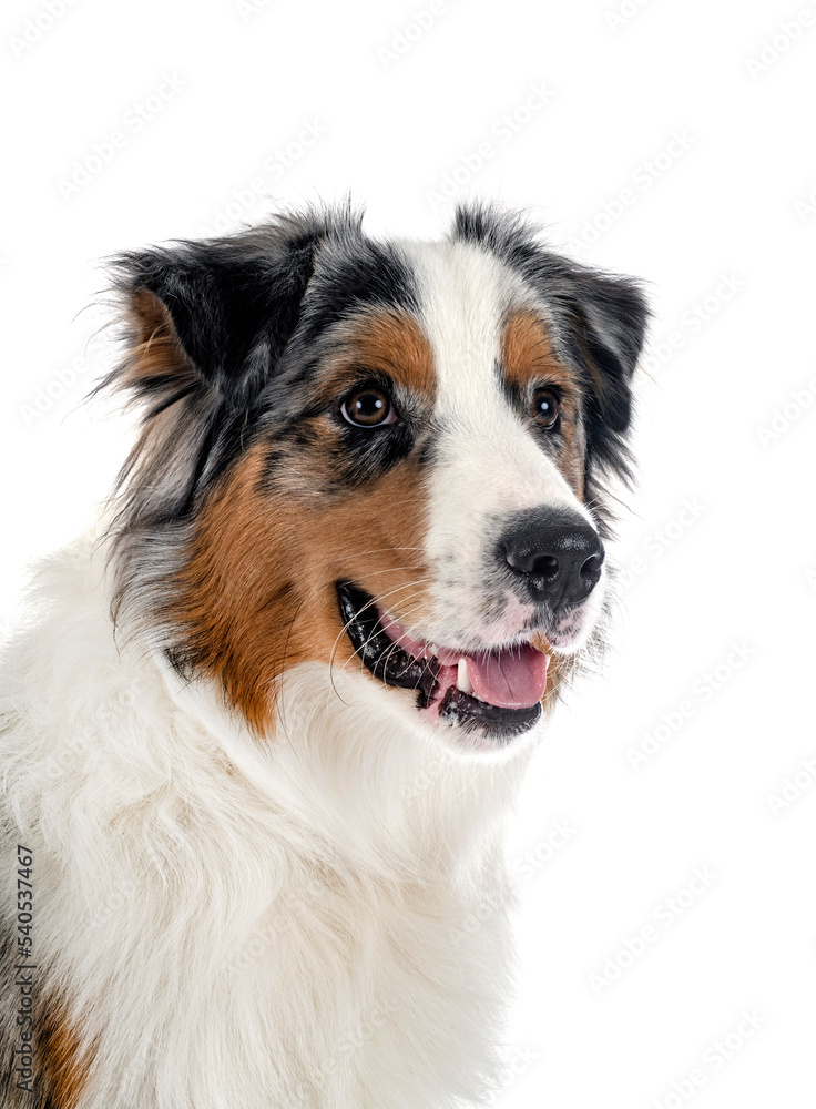 australian shepherd in studio australian shepherd in studio