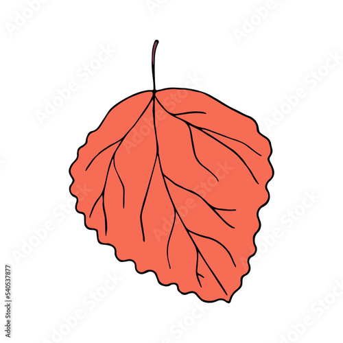 Vector illustration of aspen leaf in cartoon style. Colorful isolated decorative element