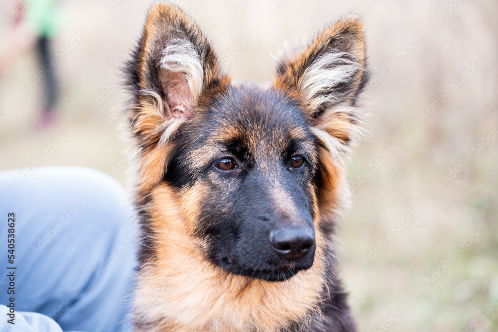Close-up of young german shepherd dog. Close-up of young german shepherd dog.