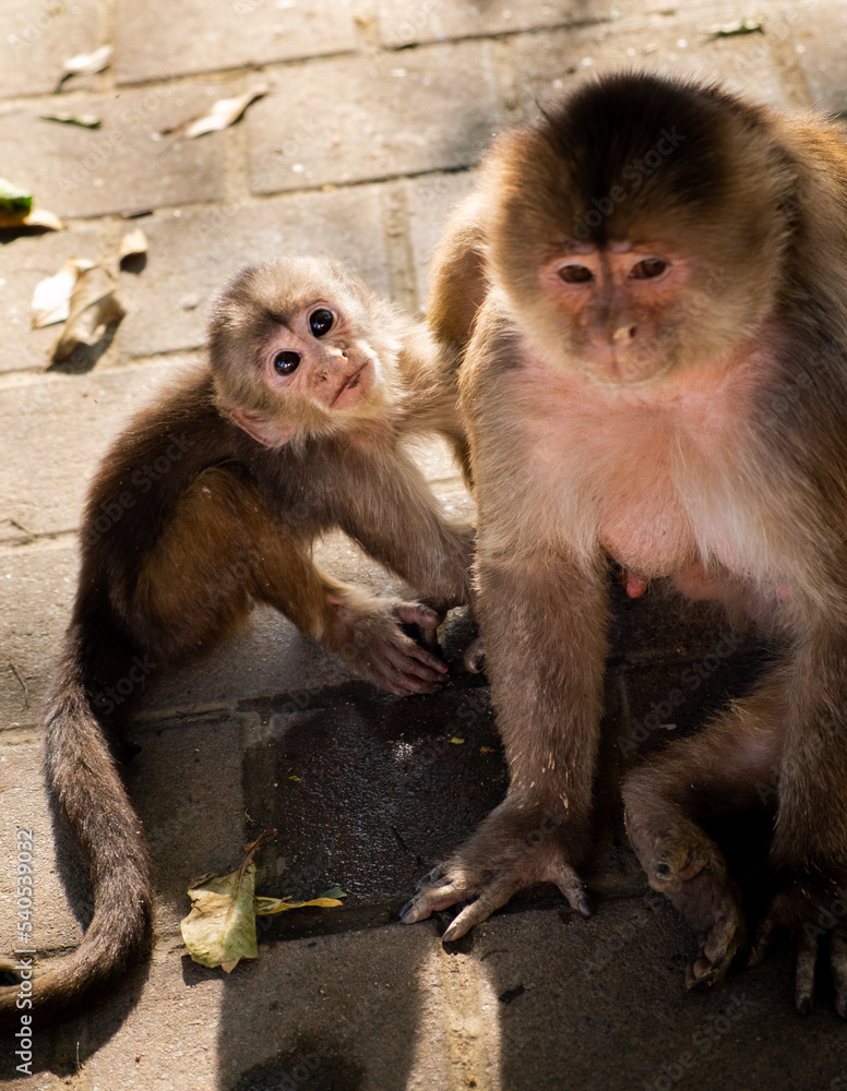 Fototapeta premium A female capuchin monkey and her baby monkey looking at camera