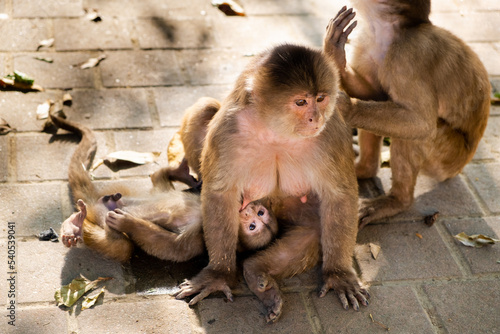 Canvas Print A mother monkey breastfeeding her infant monkey on the sidewalk