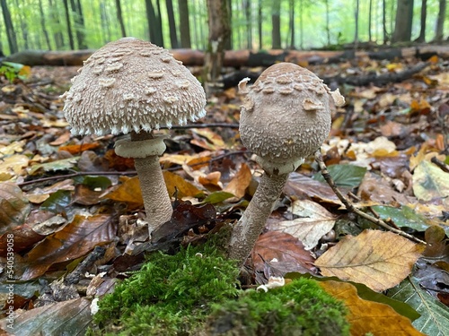 Pilz Pilze 