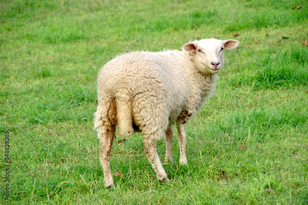 Schaf Schaf