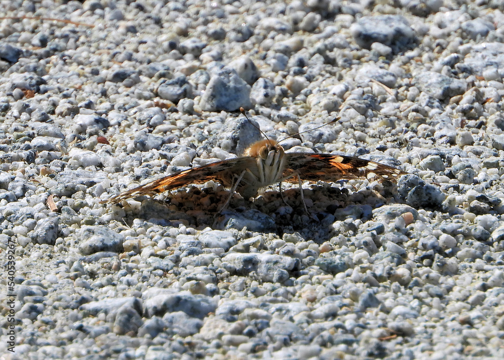 Close-up of Hackberry Emperor butterfly on the gravel road Close-up of Hackberry Emperor butterfly on the gravel road