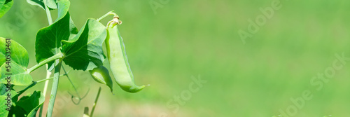 Macro of growing peas in the field, Ripe fresh green peas in organic farm, Green peas hanging in plant...