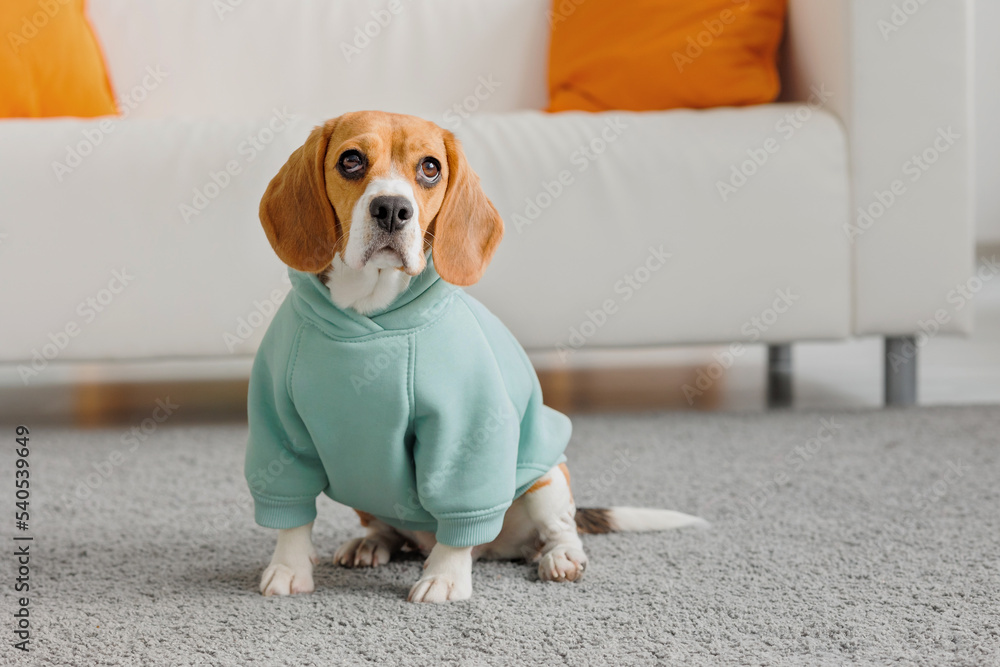 beagle dog in a blue jacket is sitting on the carpet a cute spotted dog is