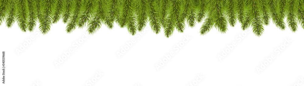 Fir Tree Border With White Background