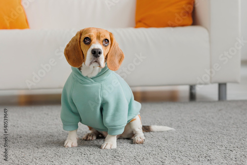 beagle dog in a blue jacket is sitting on the carpet, a cute spotted dog is looking into the frame, pet training, dog food and clothes. purebred beagle puppy looks at the owner and rejoices, playful