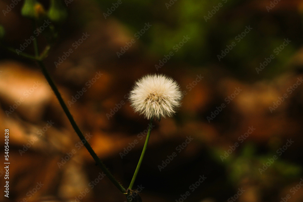 fluffy dandelion in the park
dandelion in a cold forest
fluffy dandelion in the park
dandelion in a cold forest